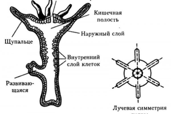 Kraken это современный маркетплейс